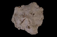 藏品(星笠螺)的圖片